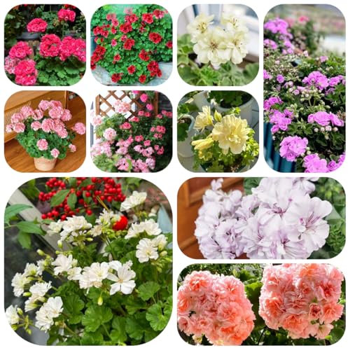 piante di geranio pendenti - semi gerani resistenti balcone fiorito piante di fiori da balcone erbe selvatiche erbe aromatiche piante in vaso resistenti 450pcs