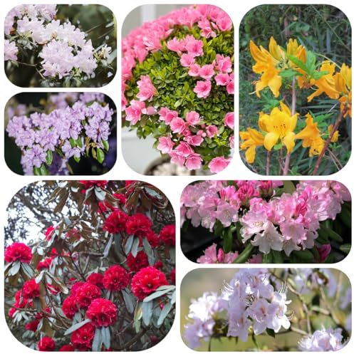 semillas de bonsái de azalea planta balcón plantas decorativas azalea flores para jardín semillas bonsái plantas resistentes para el jardín jardín interior planta maceta hoja perenne 450pcs
