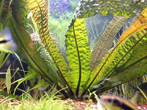Aponogeton Boivinianus - Plantes d'aquarium vivantes