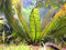 Aponogeton Boivinianus - Plantes d'aquarium vivantes