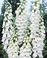 Park Farm Plants 3X Digitalis purpurea 'Snow Thimble' Digitalis purpurea Large Perennial Plug Plants