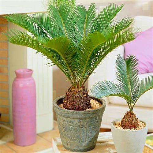 Sago Palm Zwiebeln, Palmen, Winterharte Stauden,Topfpflanzen, Palmfarne,Sagopalmen, Blumenzwiebeln, Zimmerpflanzen, Freilandpflanzen,Friedenspalmen-1zwiebeln-A