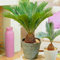 Sago Palm Zwiebeln, Palmen, Winterharte Stauden,Topfpflanzen, Palmfarne,Sagopalmen, Blumenzwiebeln, Zimmerpflanzen, Freilandpflanzen,Friedenspalmen-1zwiebeln-A