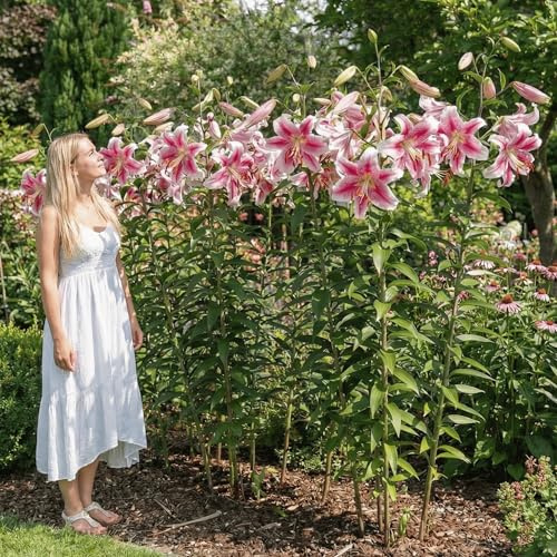 Baum Riesen Lilien Zwiebeln Winterhart Mehrjährig 3 Stück | Baumlilie Sorte Anastasia, große Blumenzwiebeln, mehrjährig aus Holland, Sommerblüher für Garten und Kübel