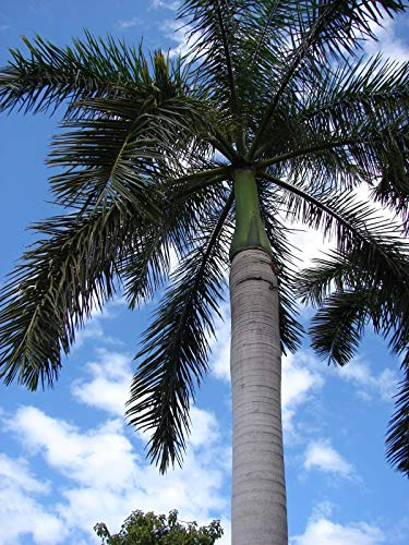 5 Samen von Roystonea Regia Royal Palm