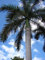 5 Samen von Roystonea Regia Royal Palm