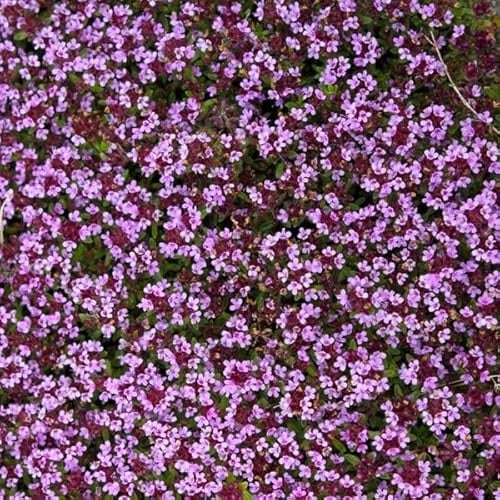6x Thymian 'Coccineus' - Thymus praecox 'Coccineus' - Topf 9x9cm - Roter Bodendecker