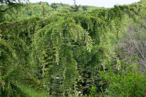 Cedrus libani C15, Echte Libanon-Zeder 100-125cm, Winterhart & Immergrün, Zierpflanze für Garten