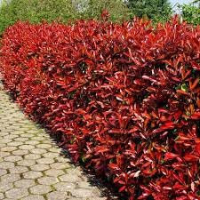 60 semillas de árbol Photinia rojo.