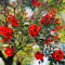 Korallenstrauch Pflanze Samen, pflanzen für draußen winterhart Erythrina crista-galli, blumensamen gastgeschenk sträucher garten blumensamen herbstblumen winterhart bonsai samen alte 100pcs