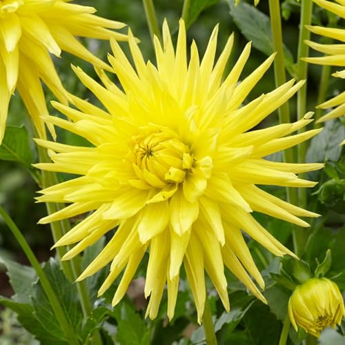 Dahlien Knollen - 5 Zwiebeln - Kaktus Dahlie Gelb Blumenzwiebeln - Echte Pflanzen aus Holland - Für Garten, Töpfe und Balkon (kein Samen, nicht künstlich, nicht winterhart)