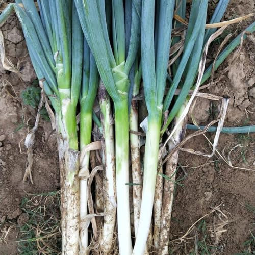 100 pz Semi di porro resistenti Letto Da Balcone Letto Rialzato Con Erbe (Allium porrum) semi di piante giardino di erbe aromatiche pianta da giardino di erbe aromatiche al coperto