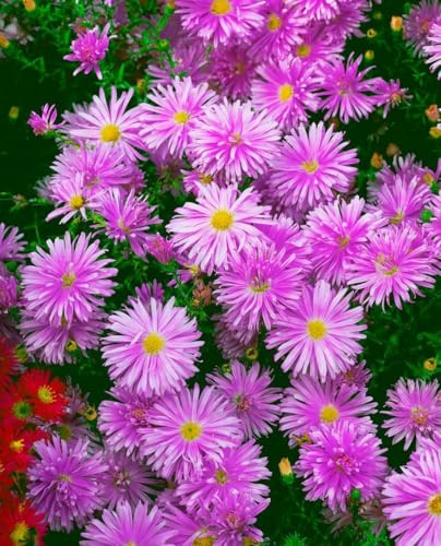 Glattblatt-Aster 'Karminkuppel' im Topf Aster novi-belgii winterhart | Purpurrote Blüten August bis Oktober, aufrecht buschig 80-120 cm, sonnig bis halbschattig, winterhart bis -34 °C
