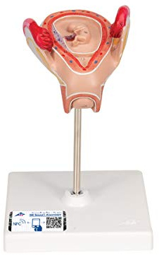 3B Scientific Menschliche Anatomie - Embryo Modell, 2. Monat + kostenlose Anatomie App - 3B Smart Anatomy