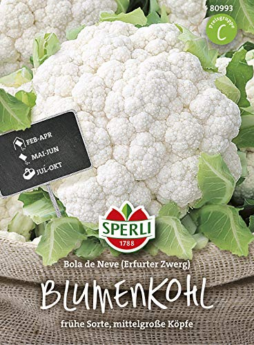 Blumenkohl Bola de Neve (Erfurter Zwerg), frühe Sorte mittelgroße Köpfe