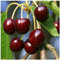 'Early Rivers' Cherry Tree 3-4ft, in a 6L Pot, Ready to Fruit,Large Dark Juicy Cherries 3fatpigs®