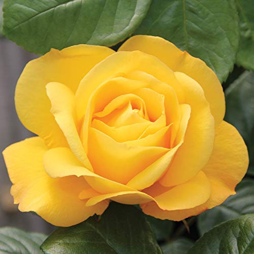 Thompson & Morgan Bare Root Hardy Garden Plants Arthur Bell Rose Ideal for Cottage Gardens and Cut Flowers, Easy to Grow (2 Bare Root Plants, Rose 'Arthur Bell')