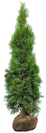 Lebensbaum ‚Smaragd‘ – Thuja occidentalis – Heckenpflanze – Auswahl der Höhe 60–225 cm – immergrün & robust – ideal für dichte Hecken und Sichtschutz (Variante 140-160cm)