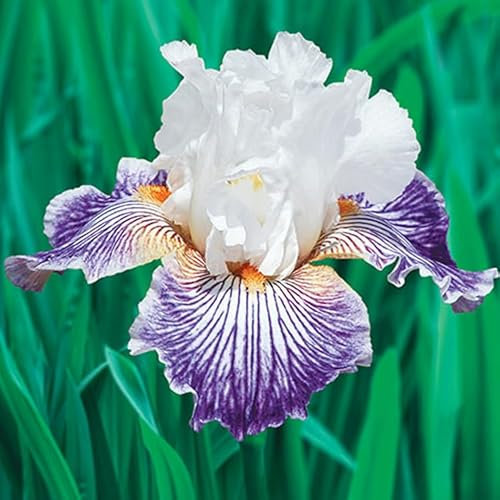 Iris Pflanzenwurzeln/Rhizom im Topf – Duftende Weiß-violett Gestreifte Blüten – Einfach zu züchtende Gartenzwiebeln Mehrjährig (6 Zwiebeln)