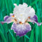 Iris Pflanzenwurzeln/Rhizom im Topf – Duftende Weiß-violett Gestreifte Blüten – Einfach zu züchtende Gartenzwiebeln Mehrjährig (6 Zwiebeln)