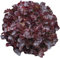 Lot de 100 Graines Potagères - Laitue a Feuilles de Chêne - Laitue Rouge - Légume fruit jardin - 274