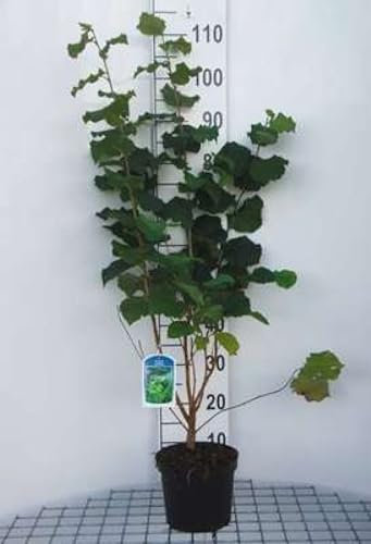 Corylus avellana - Noisetier Commun, Coudrier 60-80 cm en pot