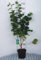 Corylus avellana - Noisetier Commun, Coudrier 60-80 cm en pot