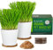 The Cat Ladies Herbe à Chat Fraîche - Kit de Graines à Planter pour Herbe a Chat d'Intérieur avec 2x Disque de Terre Mélange de Graine et 2x Pot de Culture avec Plateau