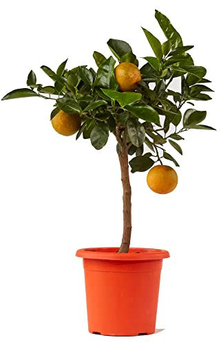 Cítricos plantas árbol de naranja - Citrus naranja - Ø 20 cm - H 80 CM
