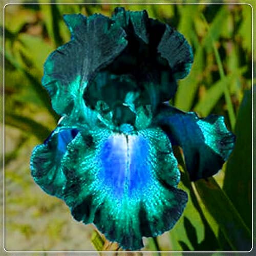 Iris Bulbi iris bulbi iris misti bulbi iris bulbi iris lilla bulbi di piante
