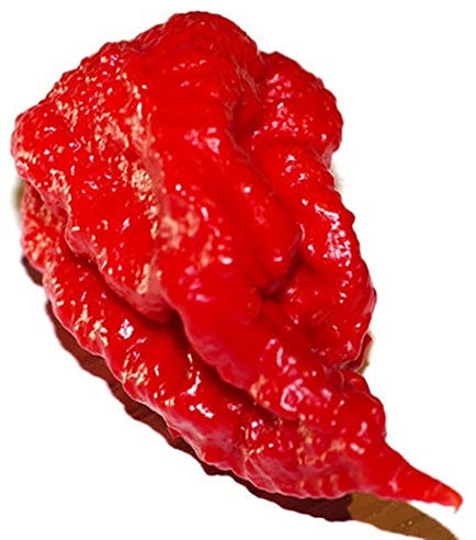Carolina Reaper -25 semi -più caldi peperoncini in tutto il mondo!