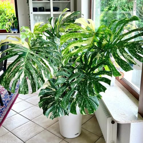 semillas de monstera - semillas de plantas de interior Semillas de Monstera Deliciosa Variegata, semillas de plantas, palo de planta monstera semillas de bonsái Las plantas de jardín 20pcs