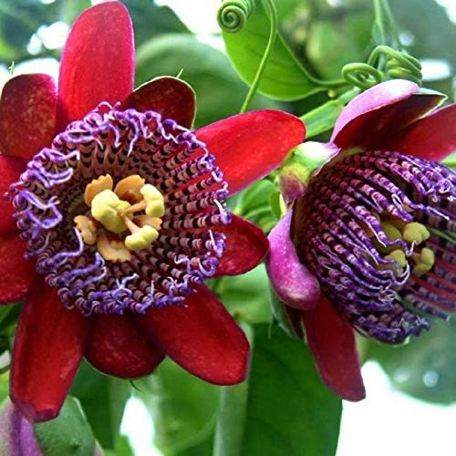 AchidistviQ 50 Stück Passiflora Caerulea Samen Schnellwachsende Kletterpflanzen Winterharte Gartenpflanzen Für Indoor Outdoor Dekoration rot Passionsblumensamen