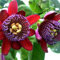 AchidistviQ 50 Stück Passiflora Caerulea Samen Schnellwachsende Kletterpflanzen Winterharte Gartenpflanzen Für Indoor Outdoor Dekoration rot Passionsblumensamen