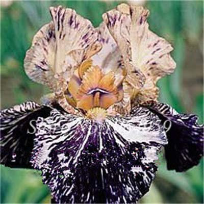 . 50 PCs/Bag Mixed Iris Flower Bonsai Rare Color Bel Fiore Bearded Semi Iris, Nature Plants of Orchidee Fiore Day for Garden: 8: Only Seeds