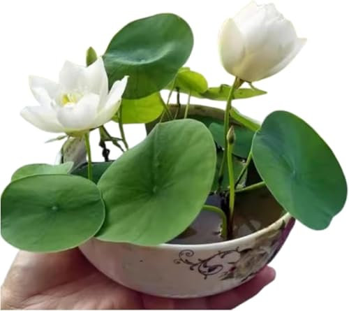 The Sacred Bonsai Bowl Lotus Flower,Bonsai Bowl Lotus Flower Seeds,Mixed Colour Flower Seeds,Beginner-Friendly Water Lily Planting in Water Lotus Seeds for Kitchen Garden Pond (White, 100Seeds)