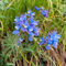 semi di speronella - fiori selvatici perenni resistenti piante rare, decorazione soggiorno biologici, pianta perenne resistente tappezzante 160pcs