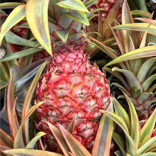 ananas, säulenobst säulenobstbäume winterhart zwergobstbäume winterhart balkongewächshäuser balkonpflanzen obstpflanzen 125pcs