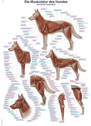 LehrtafelDie Muskulatur des Hundes, 70x100cm