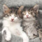 20 Servietten Tiermotive Schlafende Katzen als Tischdeko. Papierservietten mit Motiv. Auch für Decoupage und Serviettentechnik 33x33cm