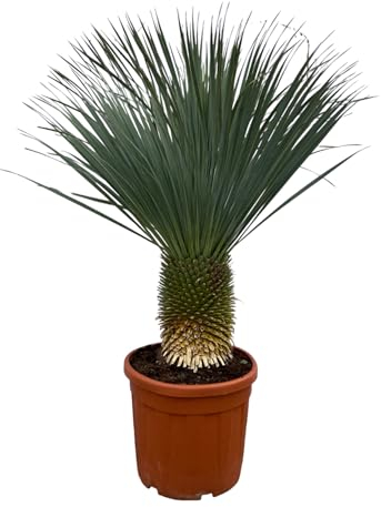 Trendyplants - Yucca Rostrata - Hauteur 150-170 cm - Yucca bleu cuit - Rustique - Taille du pot Ø50cm