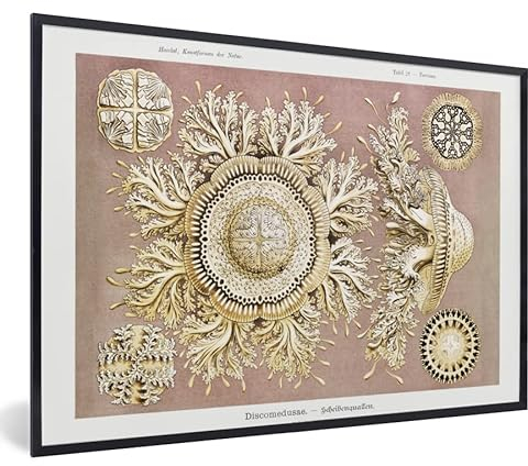 Poster Bilder Wanddeko Deko Wohnzimmer 30x20 cm Jahrgang - Ernst Haeckel - Qualle - Kunst