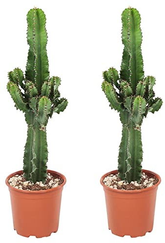 Plant in a Box - Euphorbia Eritrea - 2er Set - Bergwaldwolfsmilch - Kaktus - Zimmerpflanze - Topf 17cm - Höhe 50-60cm