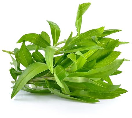 Semi DRAGONCELLO In Busta Ermetica MADE IN ITALY Qualità superiore con 95% di germogliazione con istruzioni