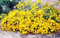 Tagetes lemmonii Mount Lemmon Marigold 10 semillas