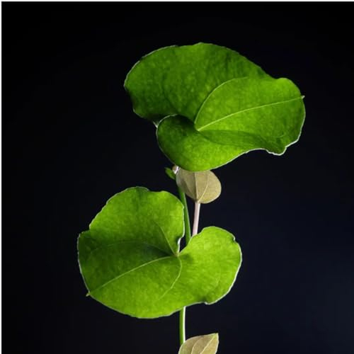 10 Pcs Dioscorea Elephantipes Pflanze Samen - Gartenpflanzen Winterhart, Wohnzimmer Pflanzen Kletterpflanzen Winterhart, Winterharte Pflanzen Für Balkon, Exotische Zimmerpflanzen Kletterpflanzen
