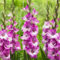 Bulbi di gladiolo, Gladiolo pianta，Piantagione di gladioli in giardino,Piante perenni dai colori vivaci, Creano un romantico paesaggio fiorito-15 bulbi-C