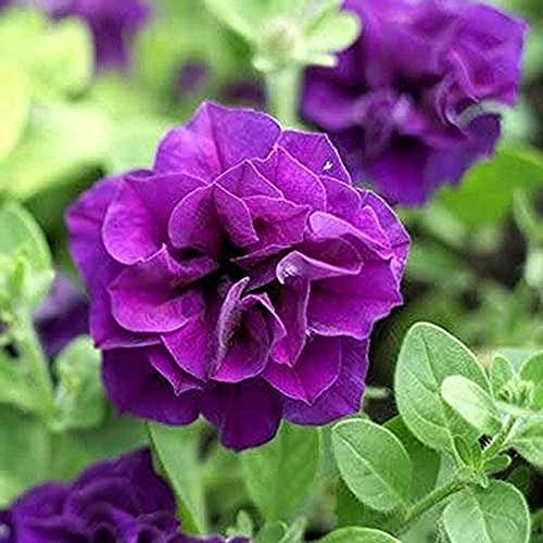 100 Piezas Semillas De Petunia Doble Pétalo Petunia Flor Enana Decoración Interior O Exterior Patio Jardín Fácil Cuidado Brinda Una Sensación De Logro