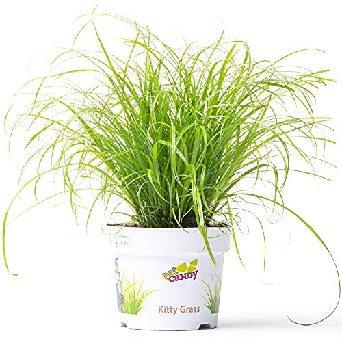 Cyperus Zumula - Cat Grass | Cat Friendly Indoor House Plant (20-30cm Incl Pot)
