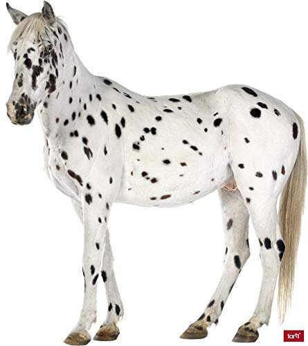 1art1 Pferde Schimmel Wand-Tattoo | Deko Wandaufkleber für Wohnzimmer Kinderzimmer Küche Bad Flur | Wandsticker für Tür Wand Möbel/Schrank 120x106 cm